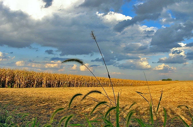 corn_field